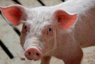 养猪人注意 潮湿多雨季节谨防猪流行性感冒